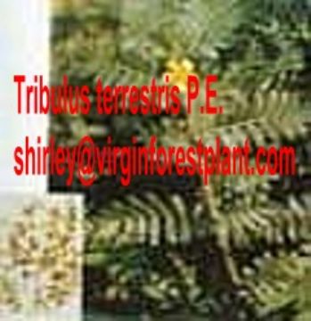 Tribulus Terrestris P.E. (Shirley At Virginforestplant Dot Com)